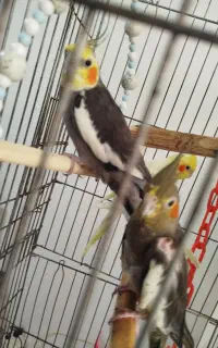 عروس هلندی نروماده