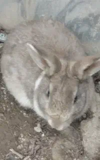 یک جفت خرگوش