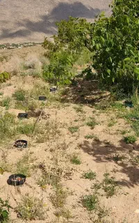 آبیاری زیر سطحی نوین