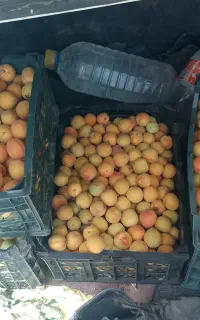 زردآلو نوری شاهرودی معمولی اصفهانی