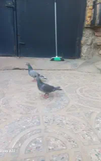 پلاکی ثبت