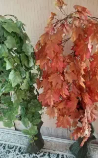 درخچه انگور