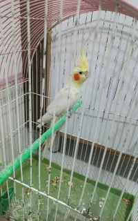 پرنده عروس هلندی