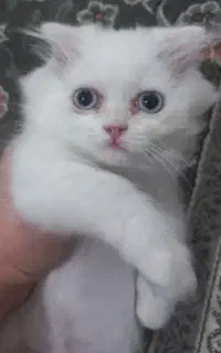 واگذاری بچه گربه پرشین اسکاتیش