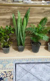 تعدادی گل و گیاه طبیعی