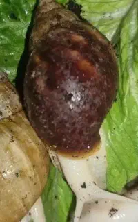 فروش حلزون قهوه ای