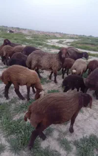 قوچ همو