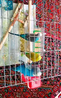 مرغ عشق اینگلیسی