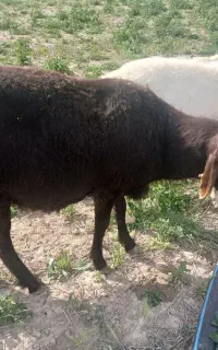 قوچ افشاری، بره ،میش