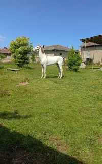 نریان ترکمن یموت سفید