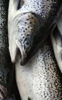 قزل آلای زابل ۴۵۰ تومان