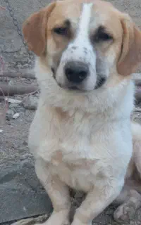 سگ نزاد پاکوتاه