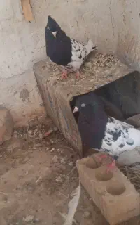 کبوتر کله سیاه
