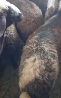 شیشک ماده دو دندان