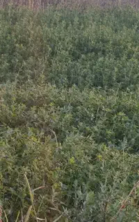 یونچه