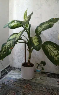 گل سرحال با گلدان