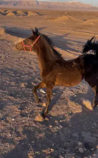 کره مادیان سیاه کهر معاوضه باماشین وزمین