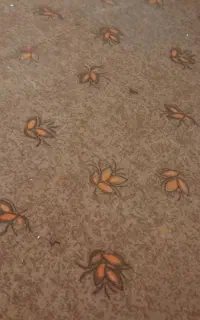موکت