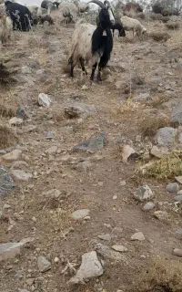 دوبر بز میش