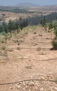 باغبانی و نگهبانی