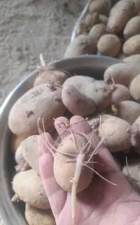 سیب زمینی بزر از نوع جلی