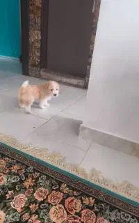 توله نر۴ ماهه