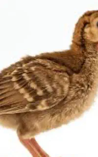 کارگر ساده مرغداری