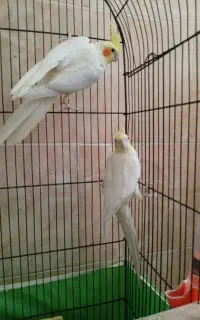 عروس هلندی