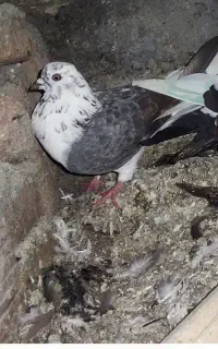 کبوترطوقی
