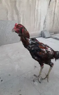خروس لاری (ریش)