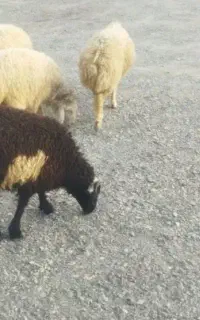 فروش چند راس بره