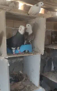 کبوتر