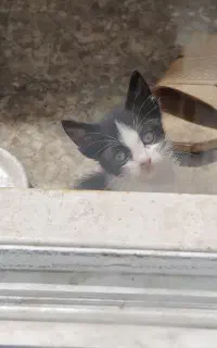 واگذاری بچه گربه