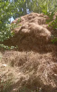 بسته علف فروشی