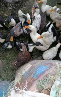 اردک