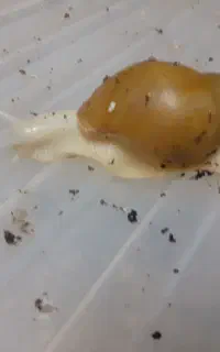 فروش حلزون آلبینو