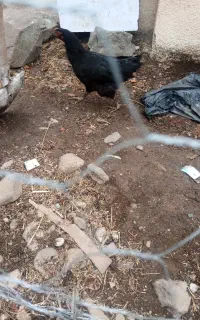 فروش دوتا فره سیاه خروس سیاه هم موجوده