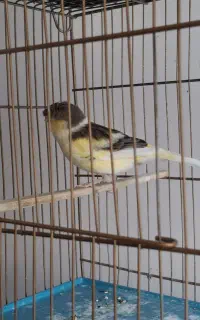 سلام خدمت دوستان 4 عدد قناری 2عدد گلاستر 2عدد رسمی