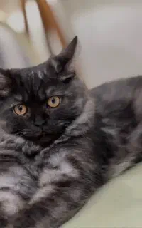 پرشین هیمالین