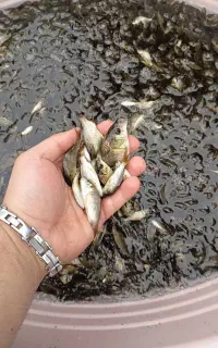 مرکز تکثیر و پخش بچه ماهی کپور