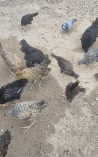 جوجه محلی