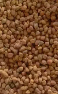 نخود قرمز
