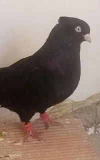پرنده