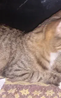 گربه