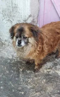 واگذاری پیکینیز ماده