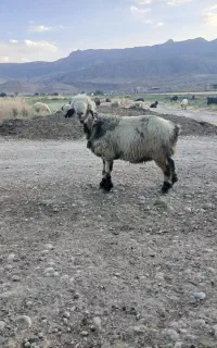 میش