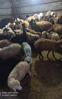 باسکول زنده در محل