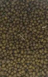 ماش