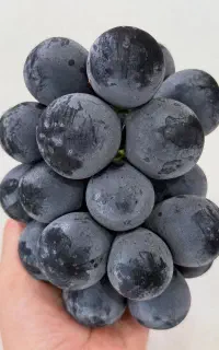 نهال انگور لیبل ترکیه وارداتی