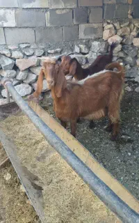 بز صلاله
